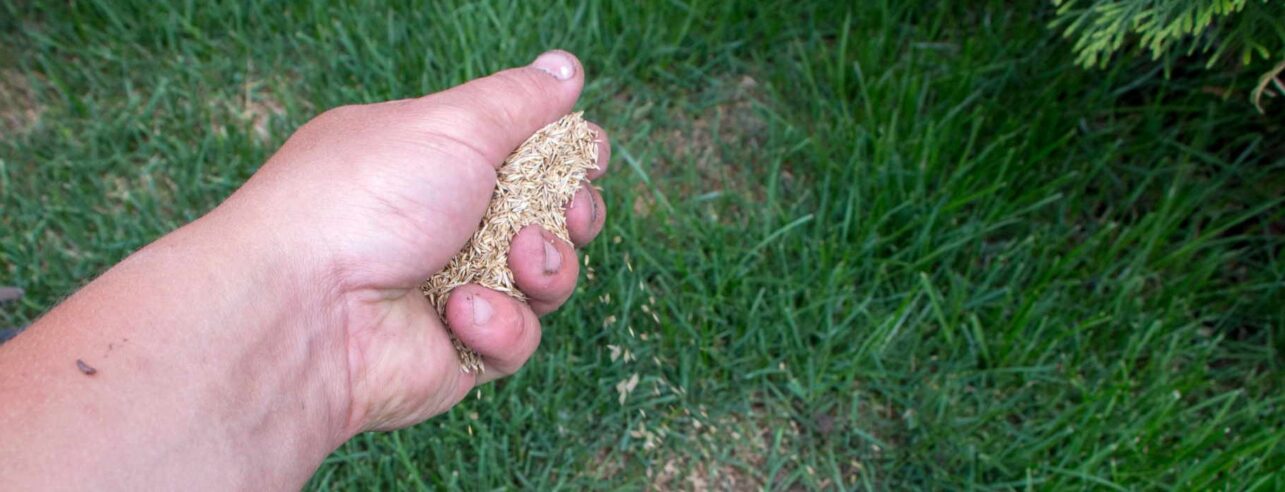 Sowing grass seed by hand