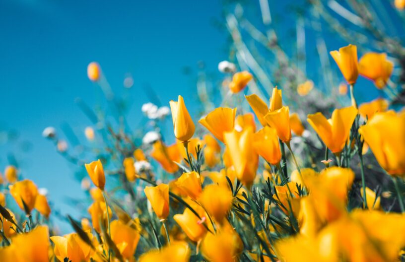 Beautiful yellow summer flowers against a blue sky