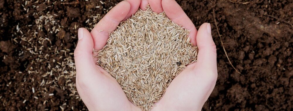 hands holding grass seed