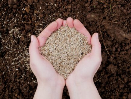 hands holding grass seed